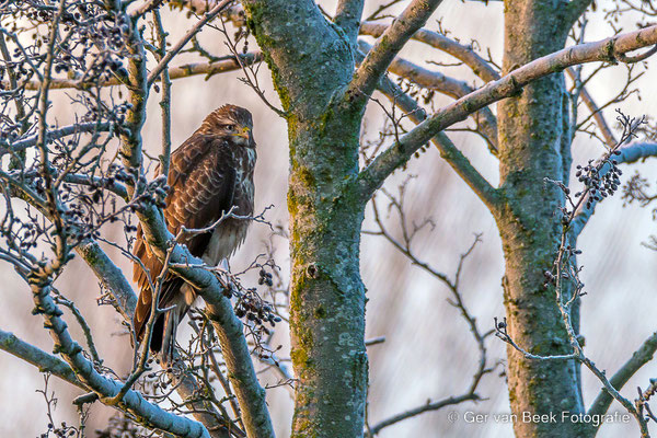 Buizerd