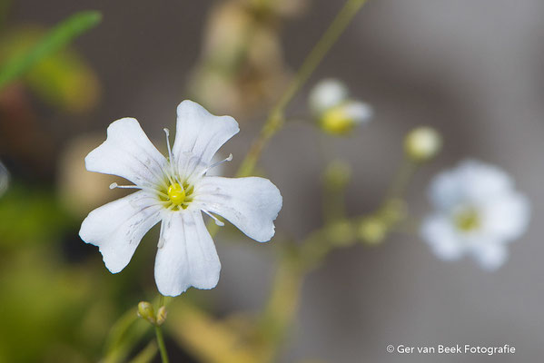 Bloem