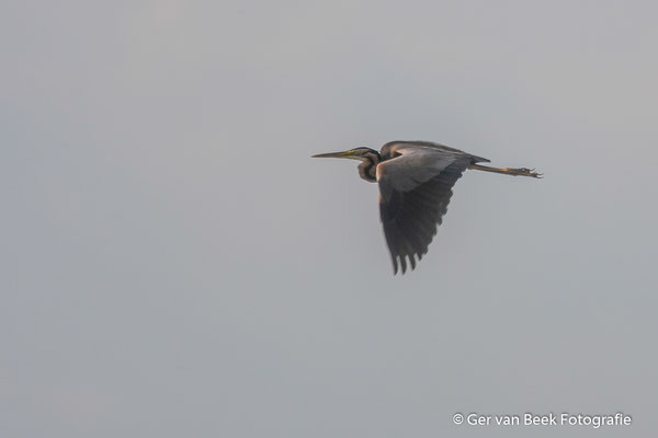Purperreiger