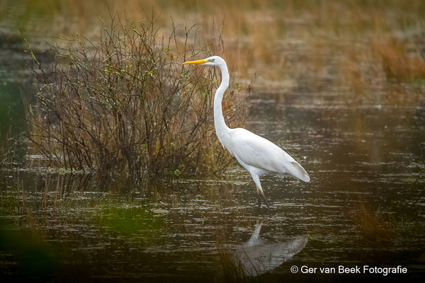 Grote zilverreiger