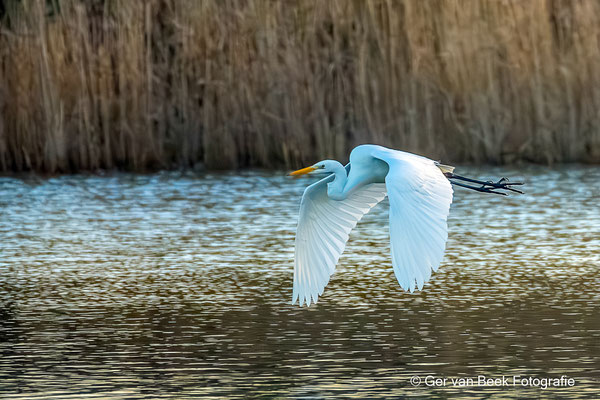 Grote zilverreiger