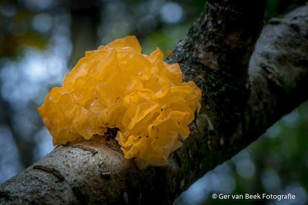 Gele trilzwam