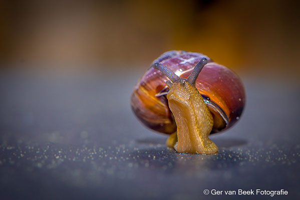 Zwartgerande tuinslak