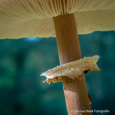 Grote Parasolzwam