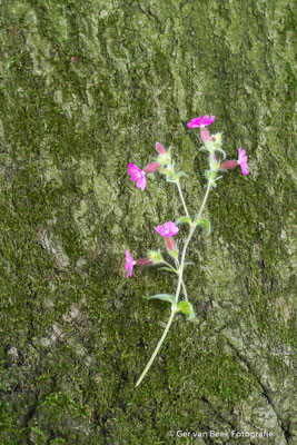 Bloem groeiend uit de schors van een boom