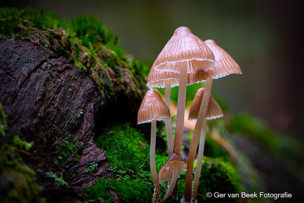 Fraaisteelmycena