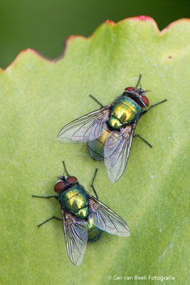Groene keizervlieg