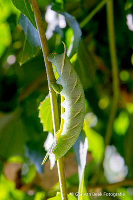 Rups Lindepijlstaart