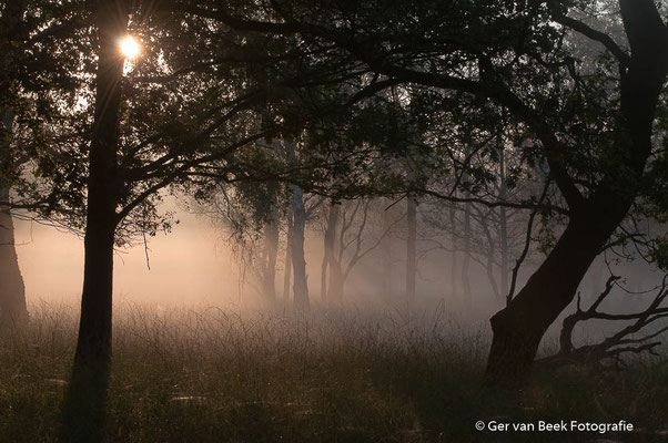 Zon door de bomen