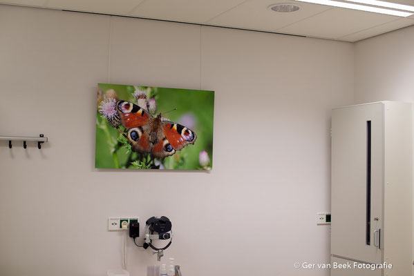 Longbehandelkamer, Jeroen Bosch Ziekenhuis