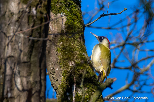 Groene specht