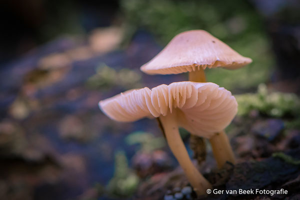 Bleekgele Mycena