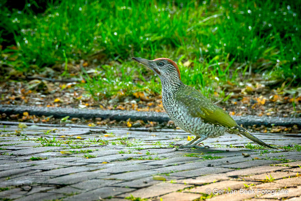 Jonge groene specht