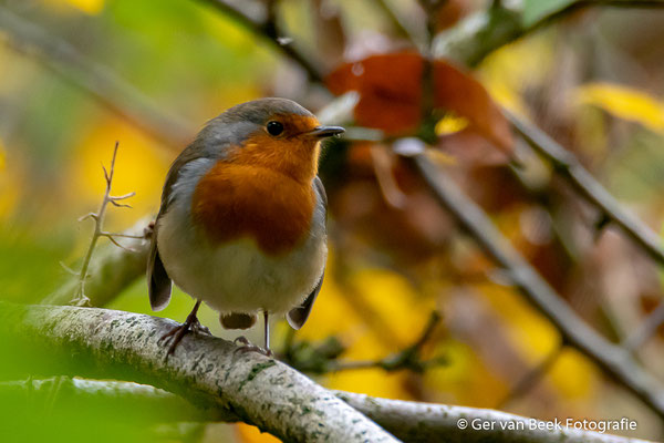 Roodborst