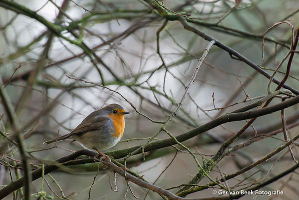 Roodborst