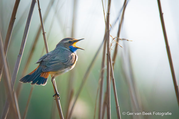 Blauwborst