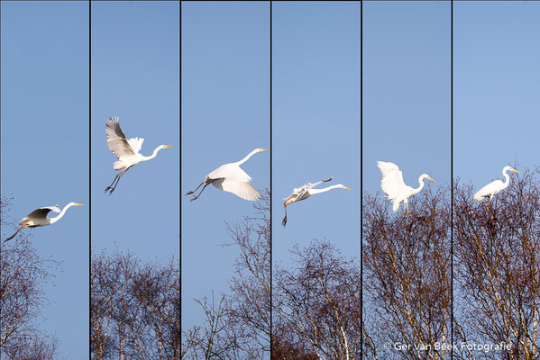 Grote zilverreiger