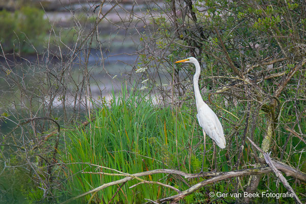 Grote zilverreiger
