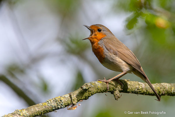 Roodborst