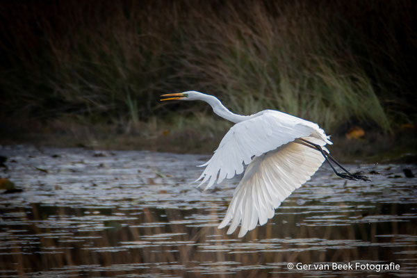 Grote zilverreiger