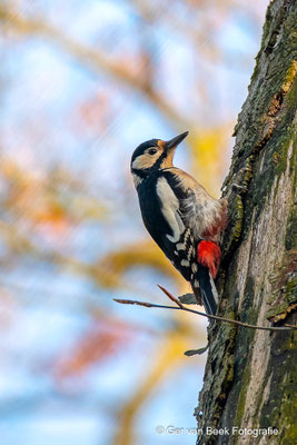 Grote bonte specht