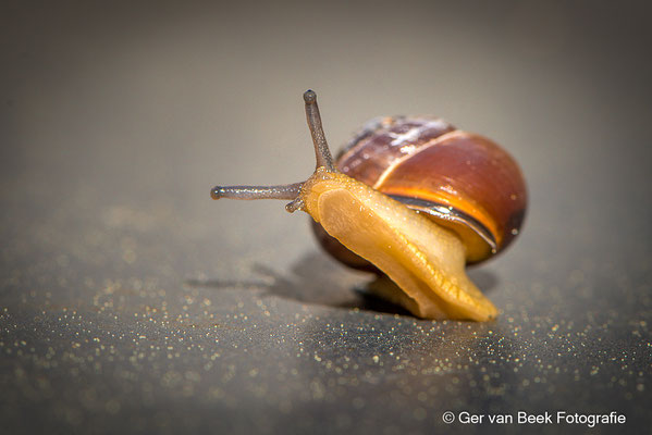 Zwartgerande tuinslak
