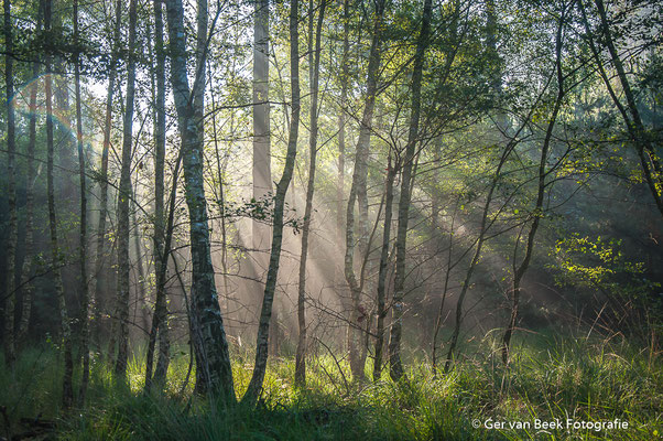Zon door de bomen