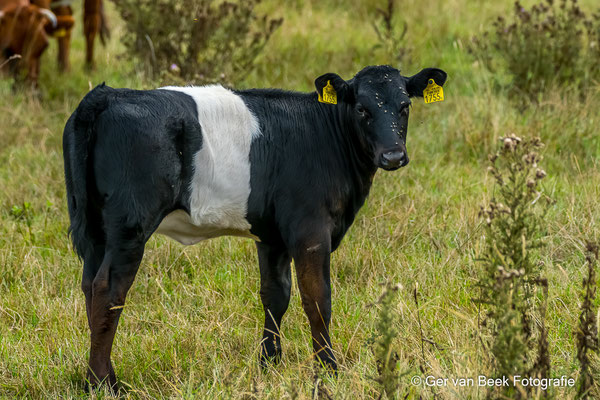 Lakenvelder