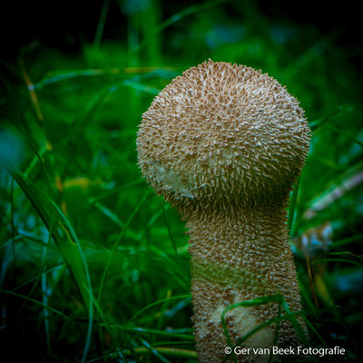 Zwartwordende stuifzwam