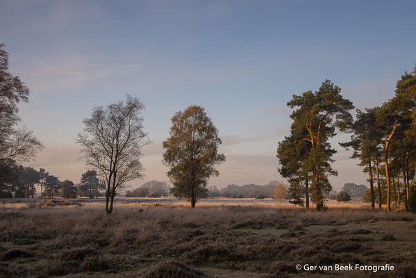Rijp op de heide