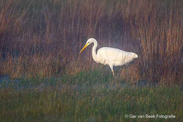 Grote zilverreiger