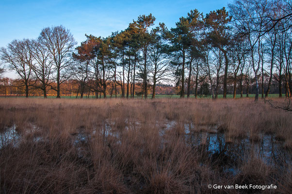 Kampina
