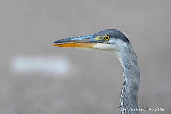 Blauwe reiger