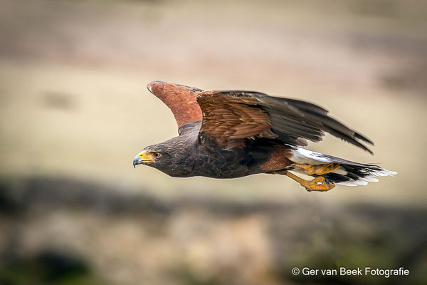 Woestijnbuizerd