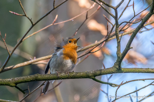 Roodborst
