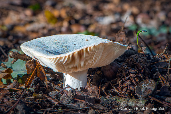 Berijpte Rusella