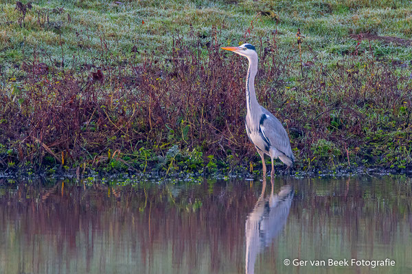 Blauwe reiger