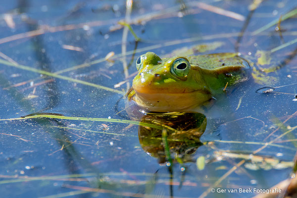 Groene kikker