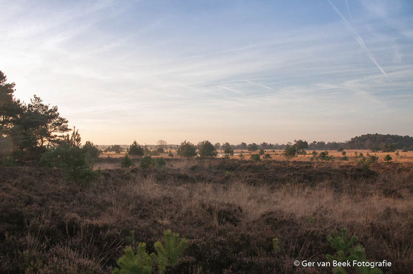 Heide
