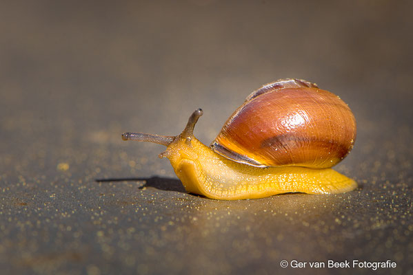Zwartgerande tuinslak