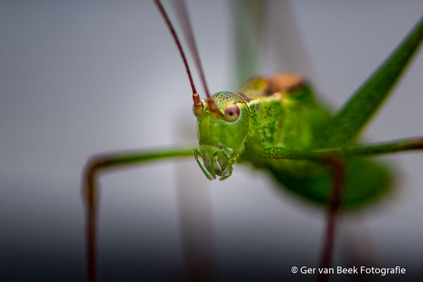 Groene struiksprinkhaan