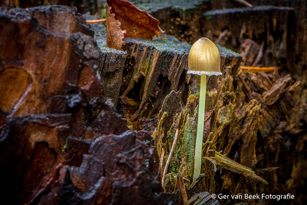 Graskleefsteelmycena