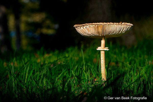 Grote parasolzwam