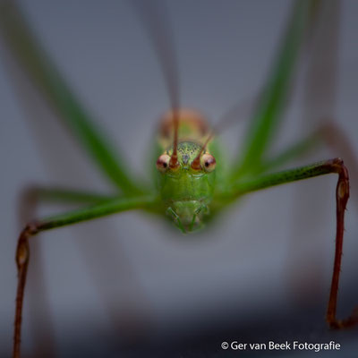 Groene struiksprinkhaan