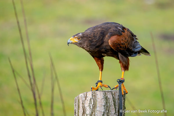 Woestijnbuizerd