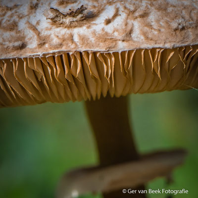 Grote parasolzwam