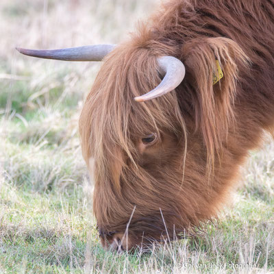 Schotse Hooglander