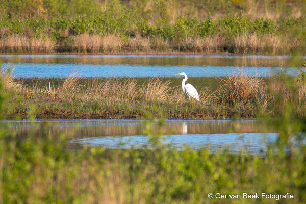 Grote zilverreiger