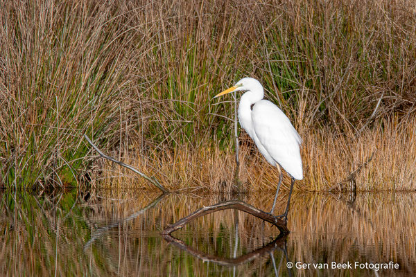 Grote zilverreiger