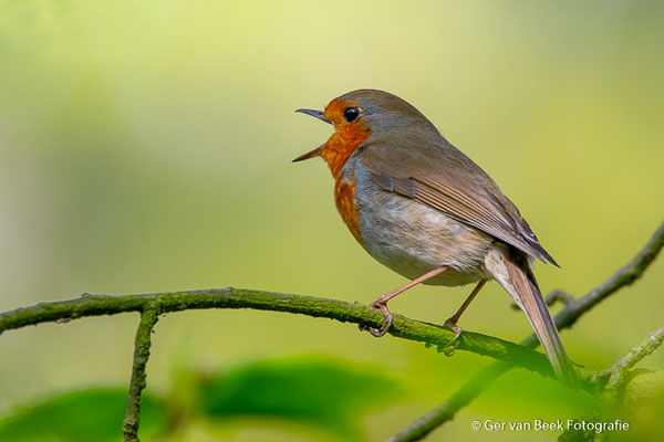 Roodborst